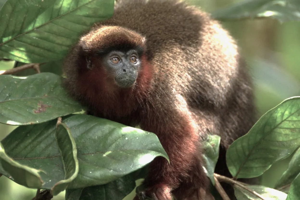 Titi Monkey Facts: বাবার কোলে বড় হয় টিটি বানরের বাচ্চারা, জানুন এখানে