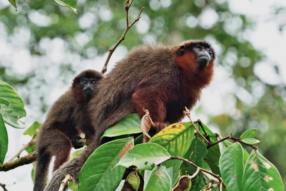 Titi Monkey Facts: বাবার কোলে বড় হয় টিটি বানরের বাচ্চারা, জানুন এখানে