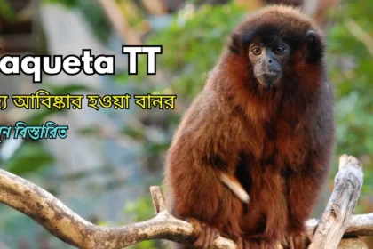 Titi Monkey Facts