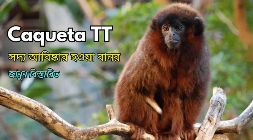 Titi Monkey Facts